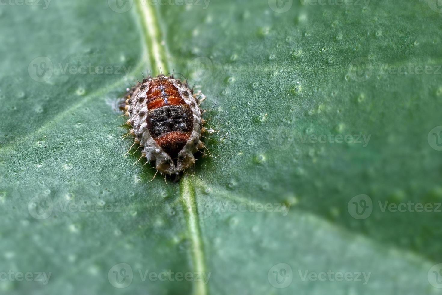 Bug in the leaf photo