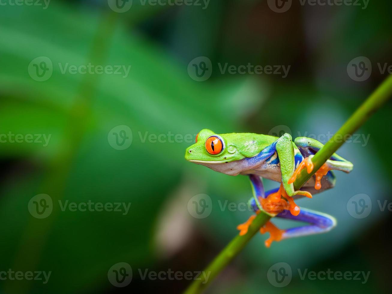Red eye frog photo
