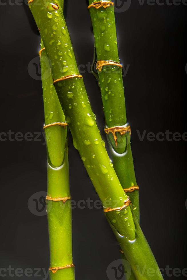 Drops on bamboo photo