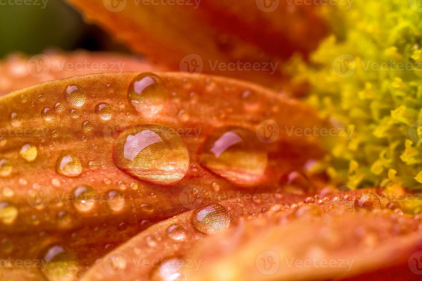 Drops over flower photo