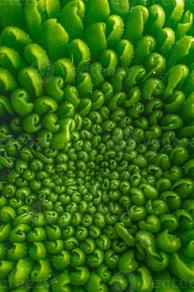 Green pattern fower photo