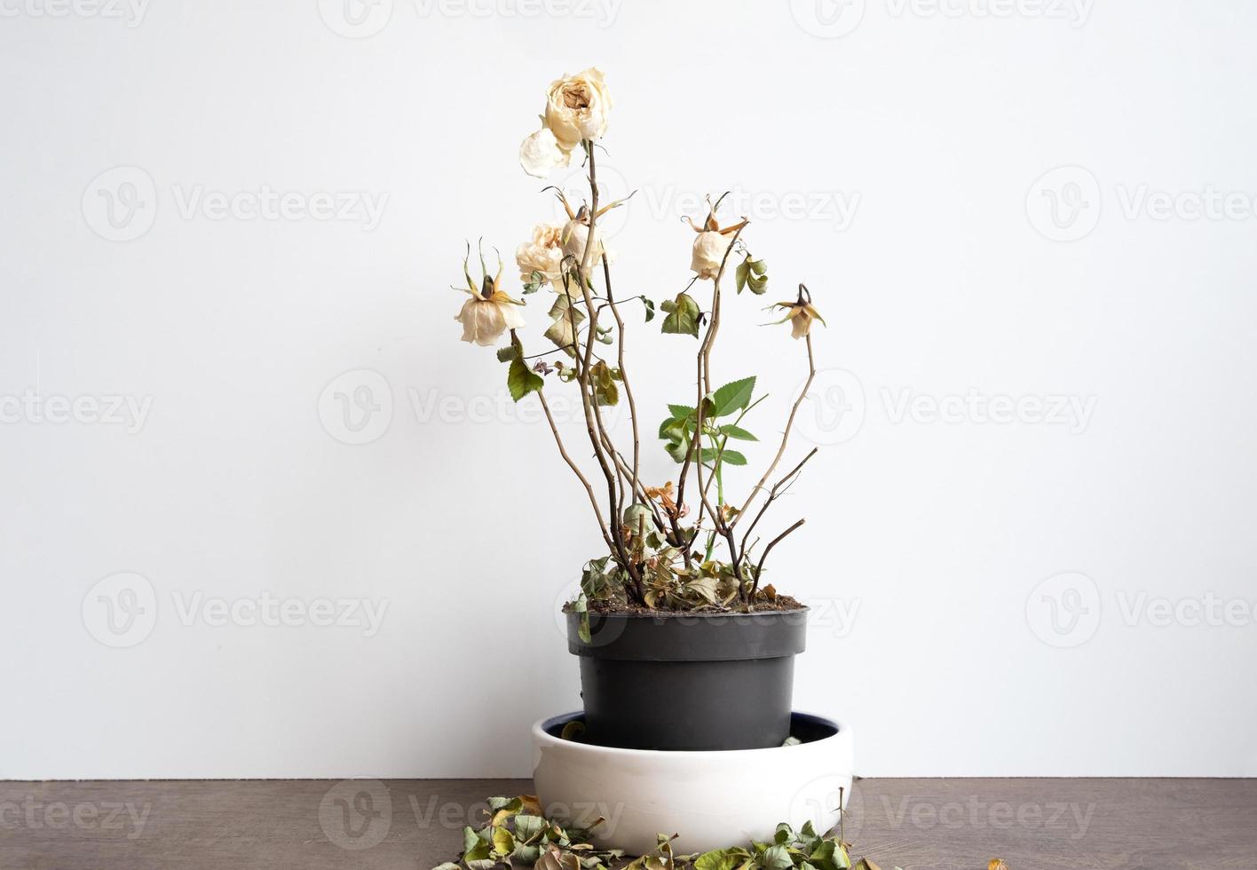 Dry old dead rose flower, decorative withered homeplant in a flower pot, indoor flower close-up front view photo