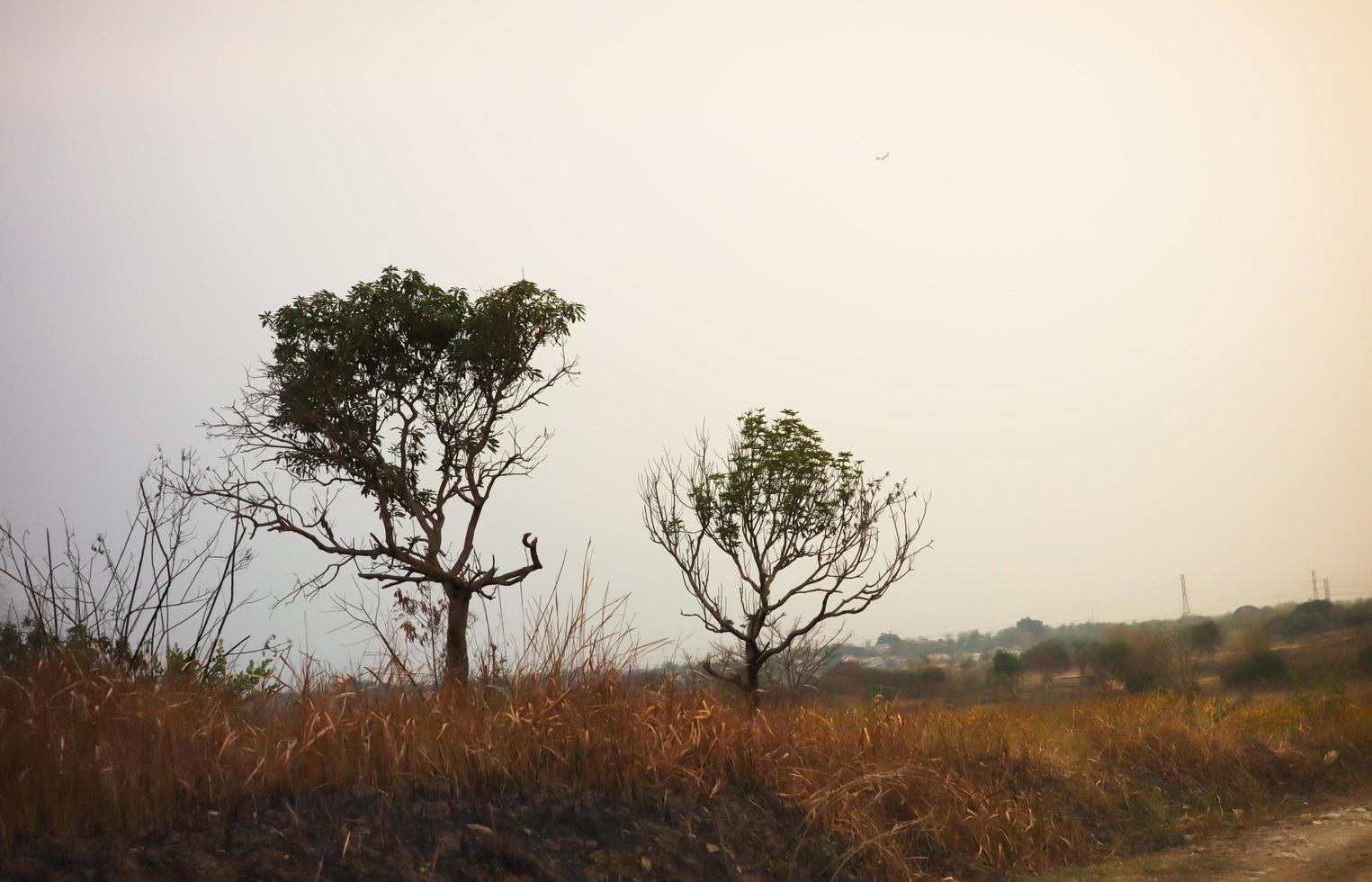 silhouette of a barren rice field in the evening photo