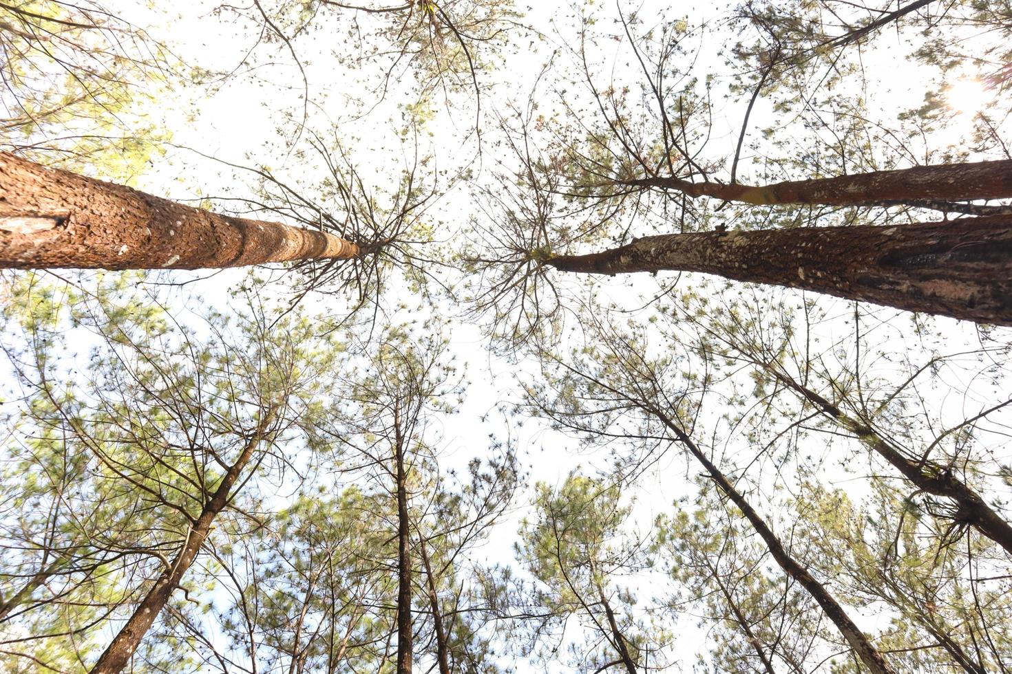 look at the tall tree from the bottom up photo