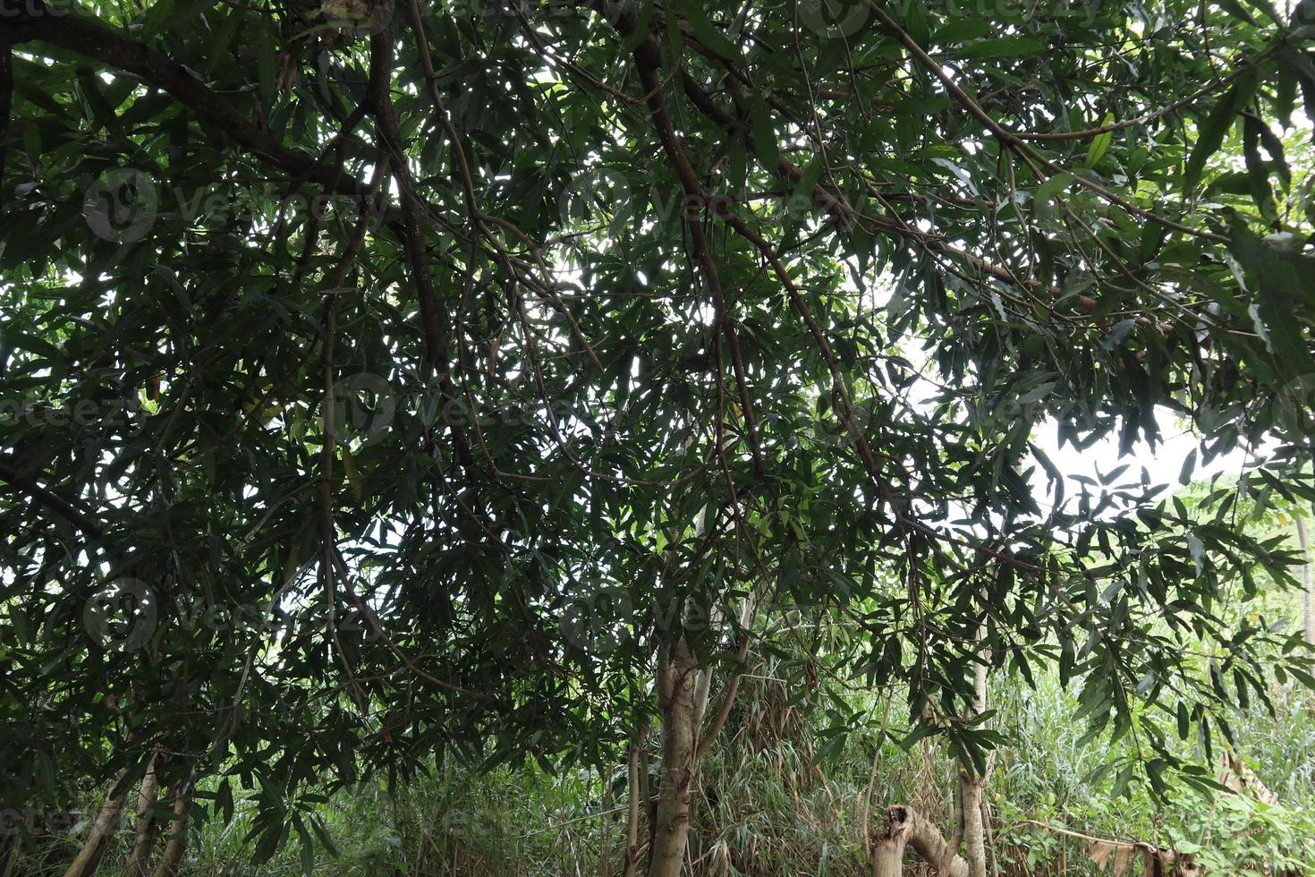 the leaves of the lush mango tree photo