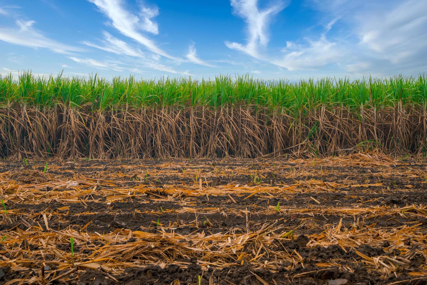 campo de caña de azúcar con el cielo. la caña de azúcar es un cultivo económico importante para los agricultores tailandeses. efecto de enfoque superficial. foto