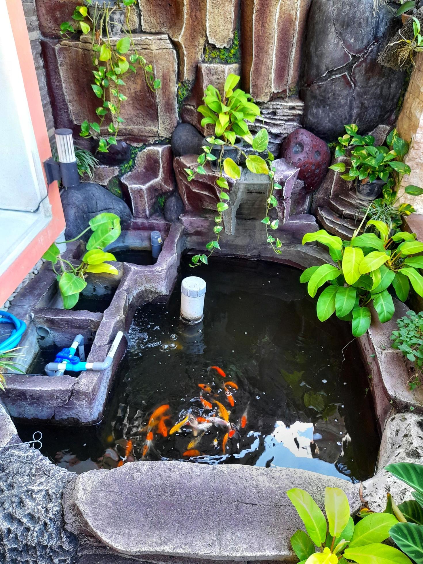 Small backyard pond decoration. Artificial pond in garden. Pool aquatic