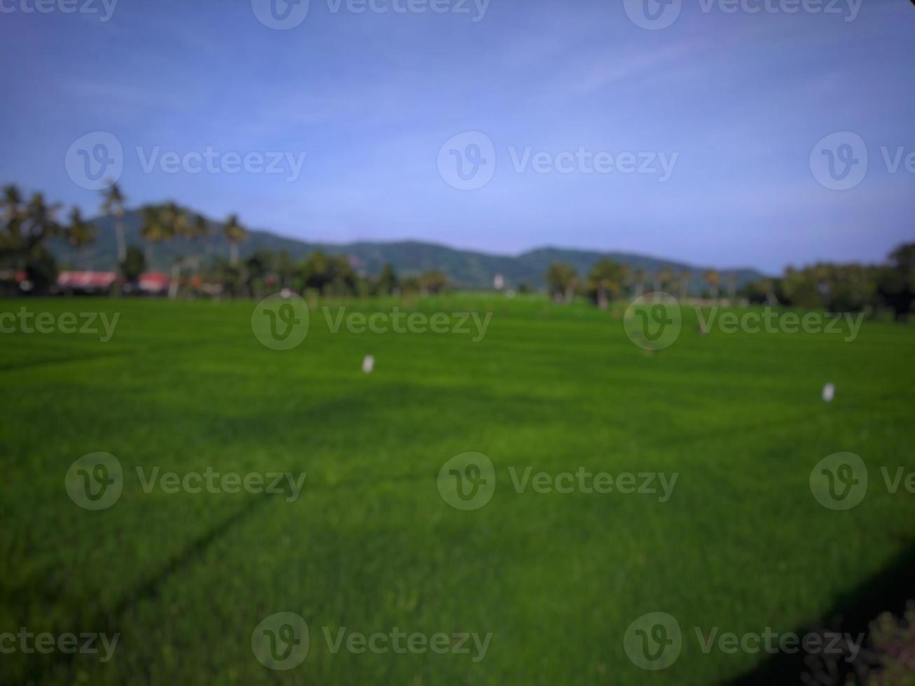 defocused abstract background of green rice fields with clear blue sky on Lombok island, Indonesia photo