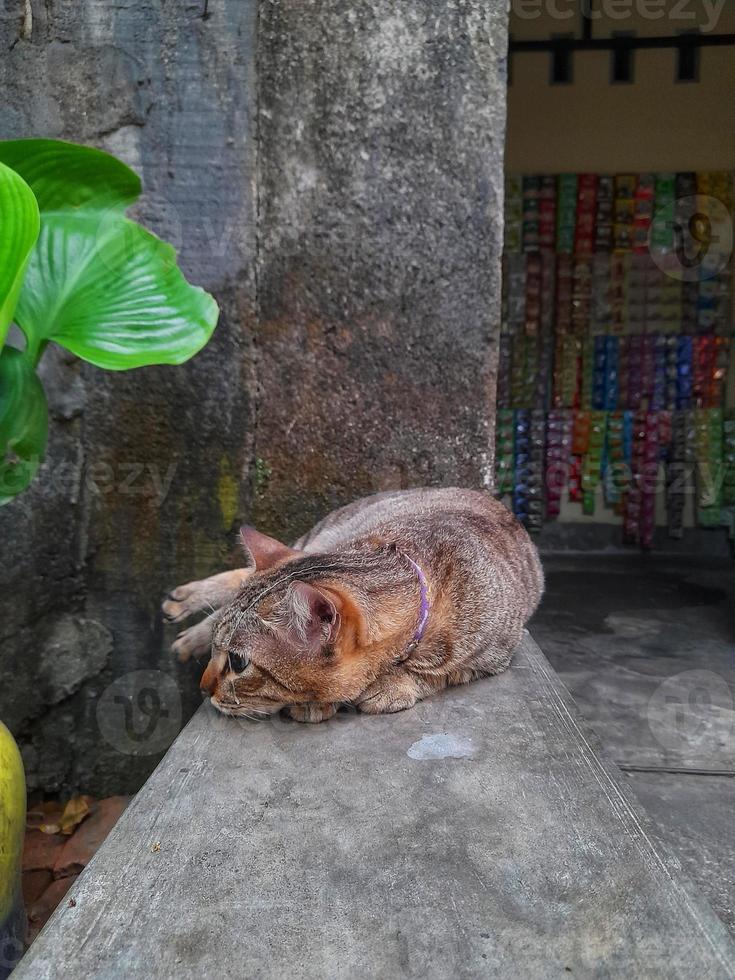 Cute Pixiebob cat with yellow eyes laying in front of house. This cat breed is a mix between a common cat and a red lynx and look like a smaller version of a bobcat. photo
