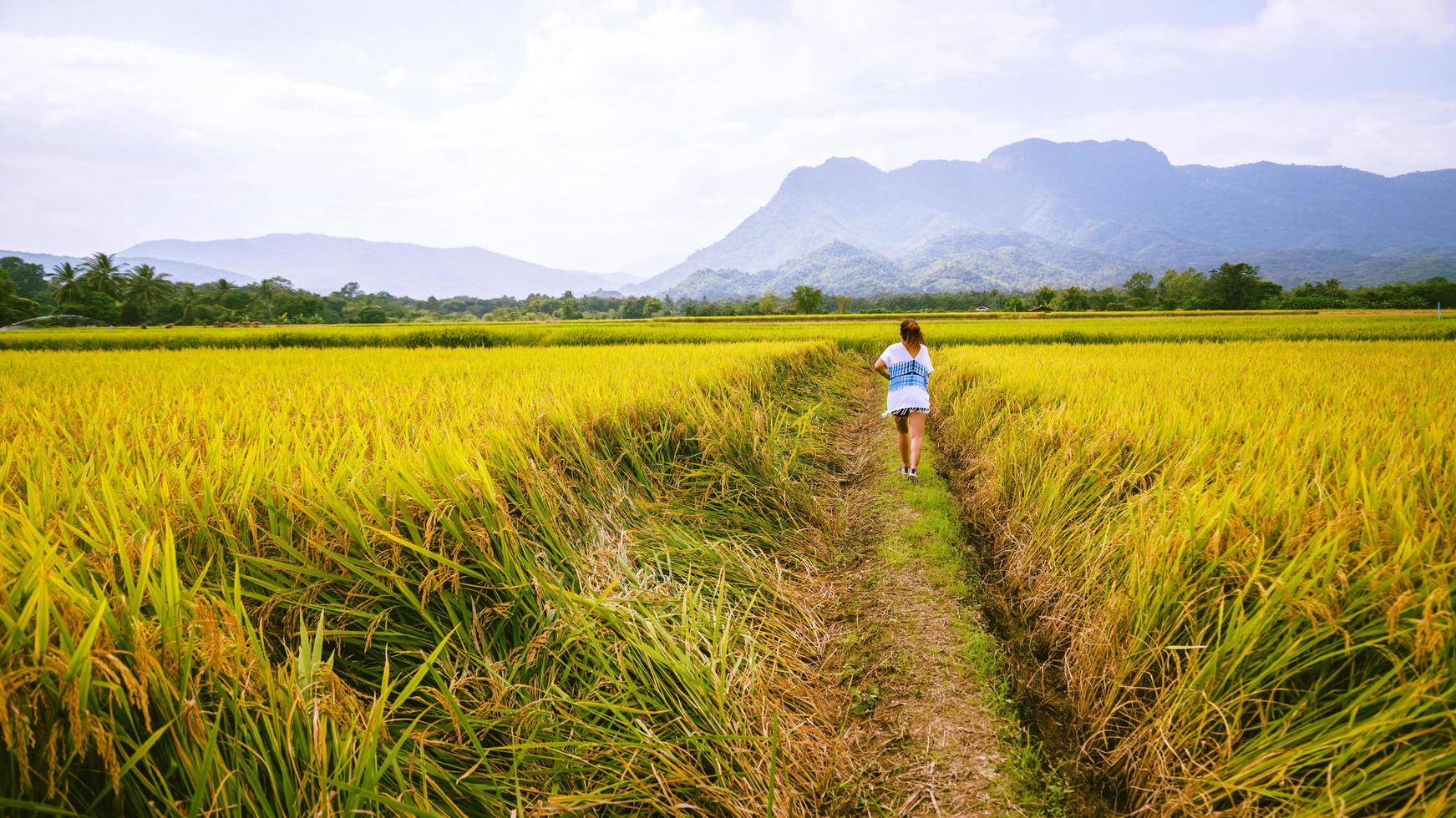 Asian women travel Rice fields Golden yellow On the mountains in the holiday. happy and enjoying a beautiful nature. travelling in countrysde, Green rice fields, Travel Thailand. photo