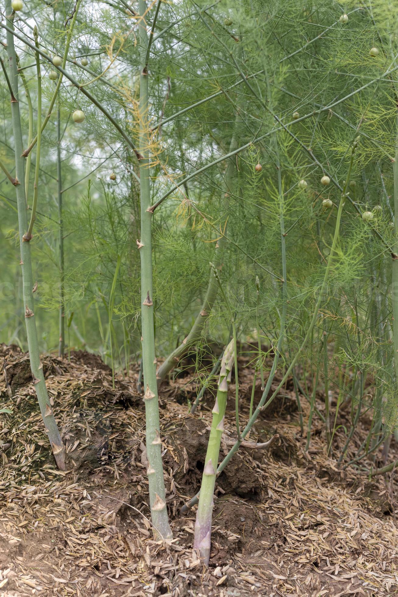 Green leaves of Edible Asparagus, Garden Asparagus are growing in the