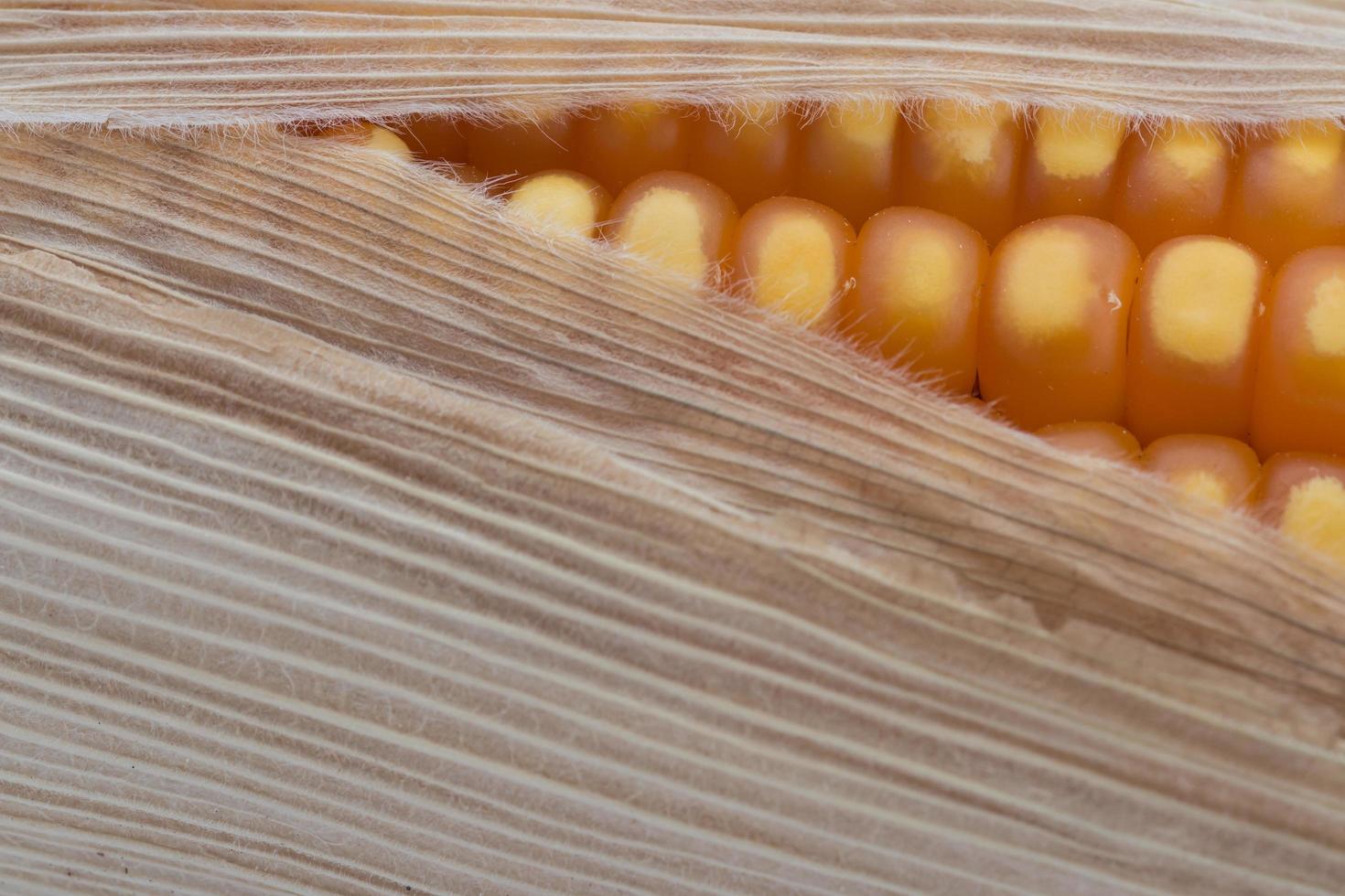 close up of the corn photo