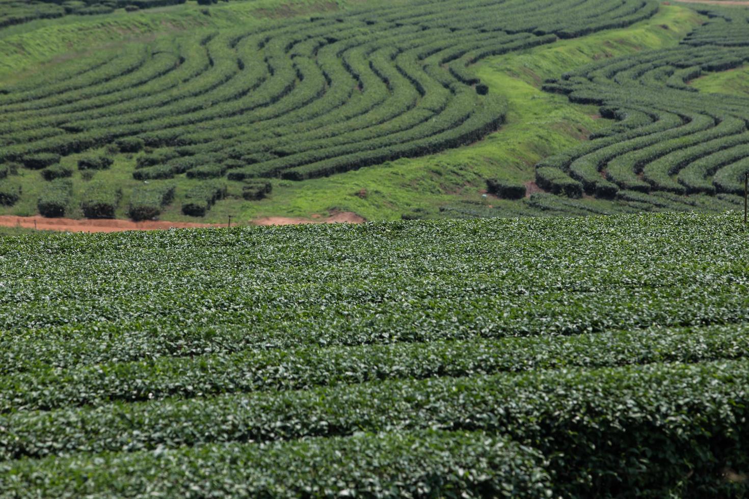 Tea plantation landscape photo