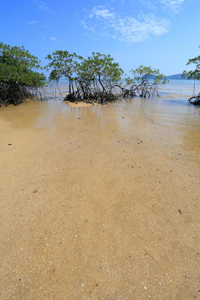 Mangrove forest in the tropical place photo