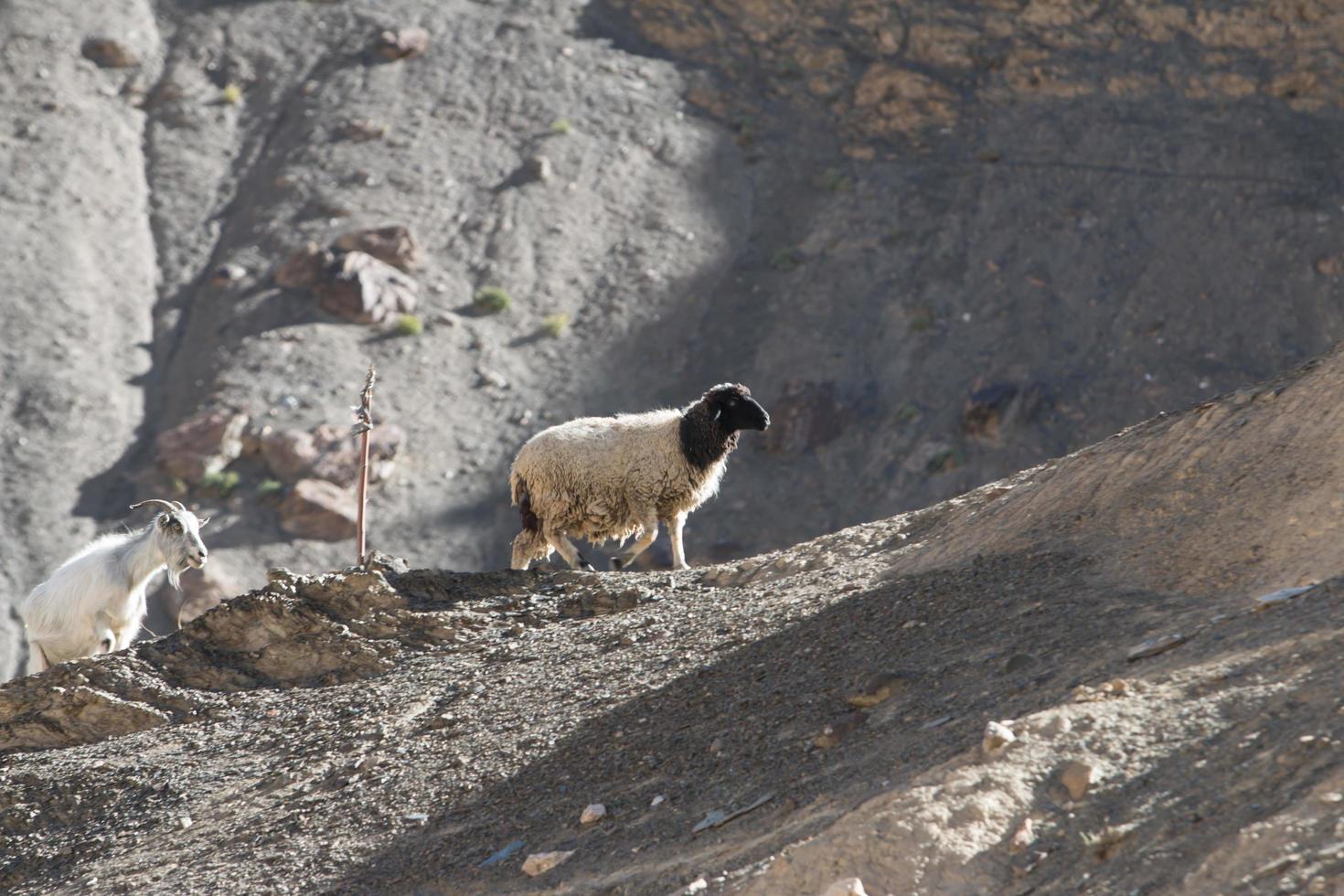 cabras en la roca en moon land lamayuru ladakh, india foto