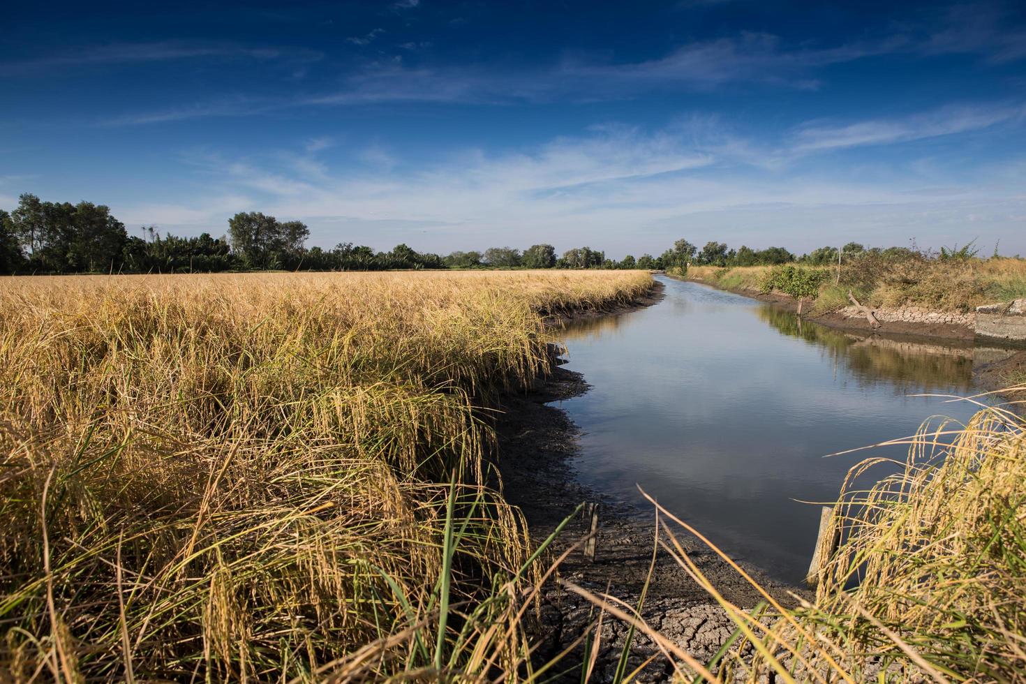 Campo de arroz con cáscara de oro listo para la cosecha foto