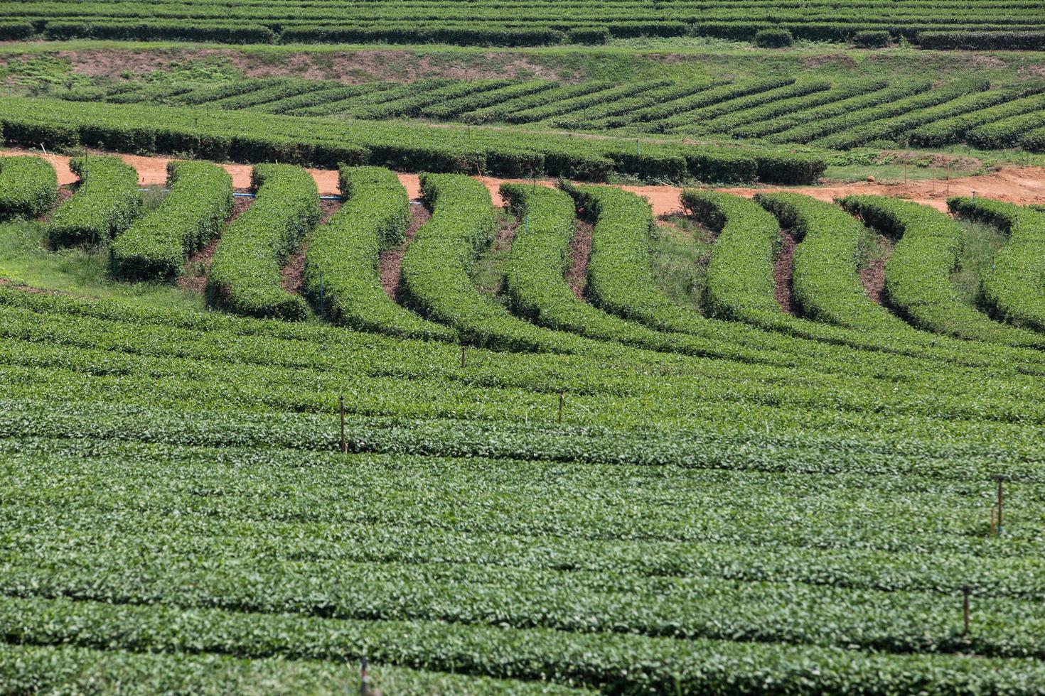 Tea plantation landscape photo