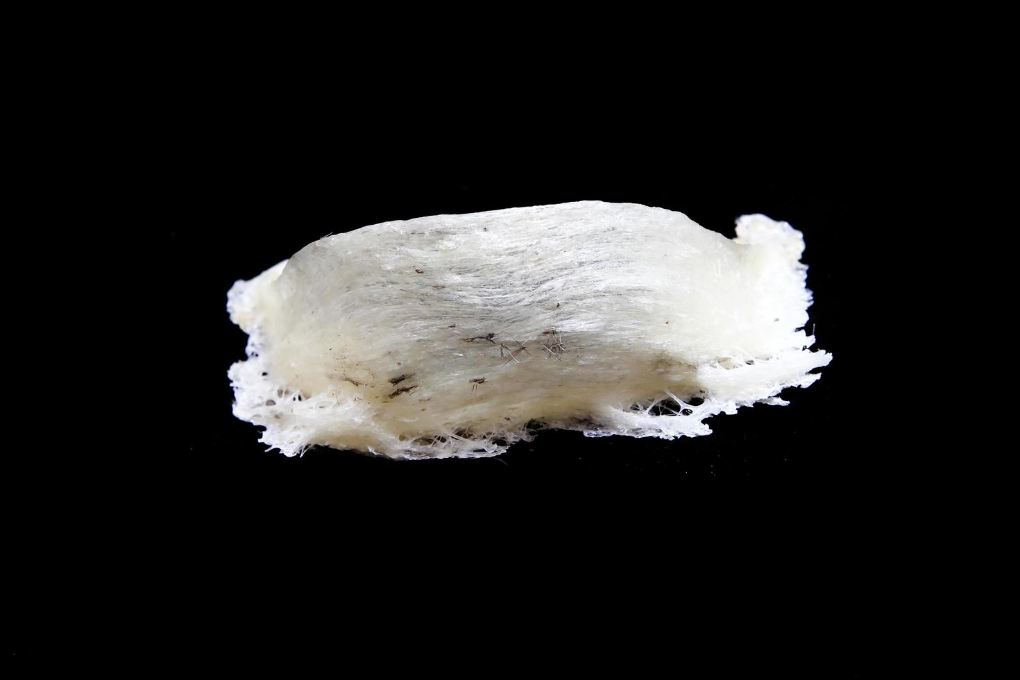 Edible bird's nest close up photo