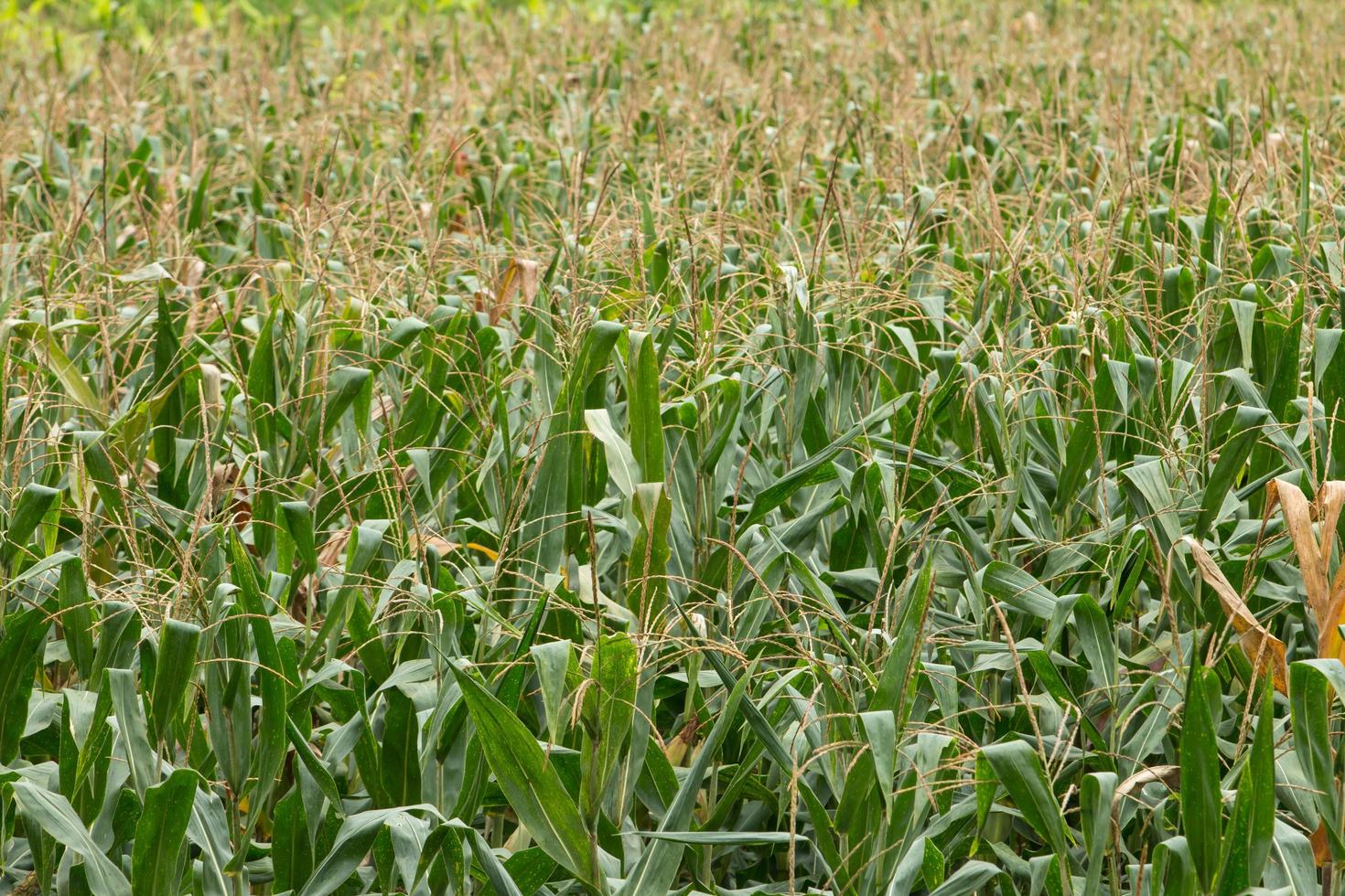 Green field of corn growing up photo