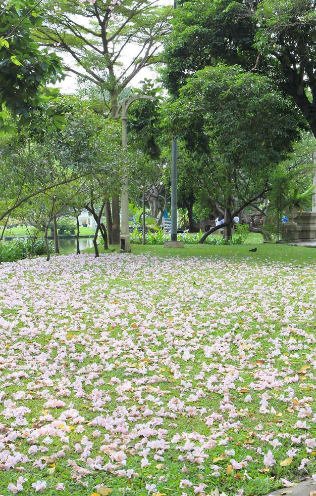 Pathway through a Beautiful Public Park photo