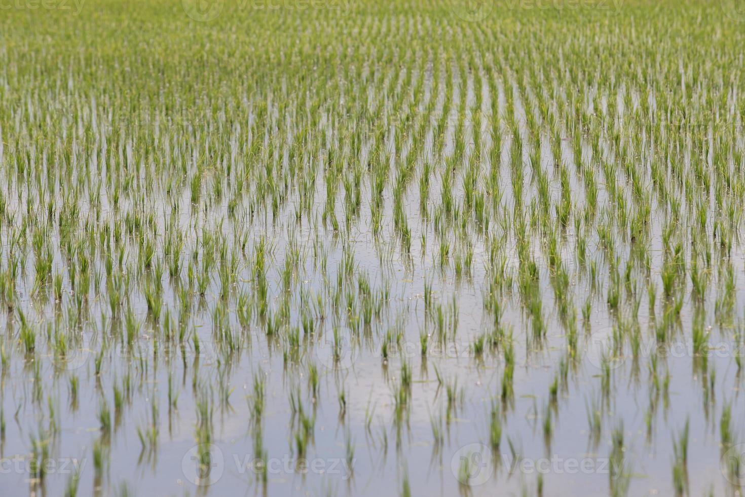 Rice fields, began to grow in the countryside photo