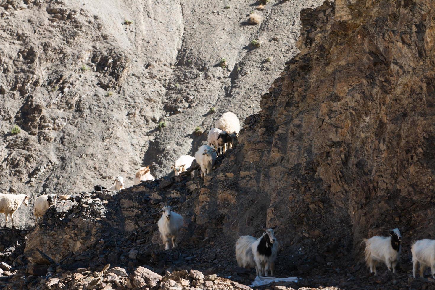 Goats on the Rock at Moon Land Lamayuru Ladakh ,India photo