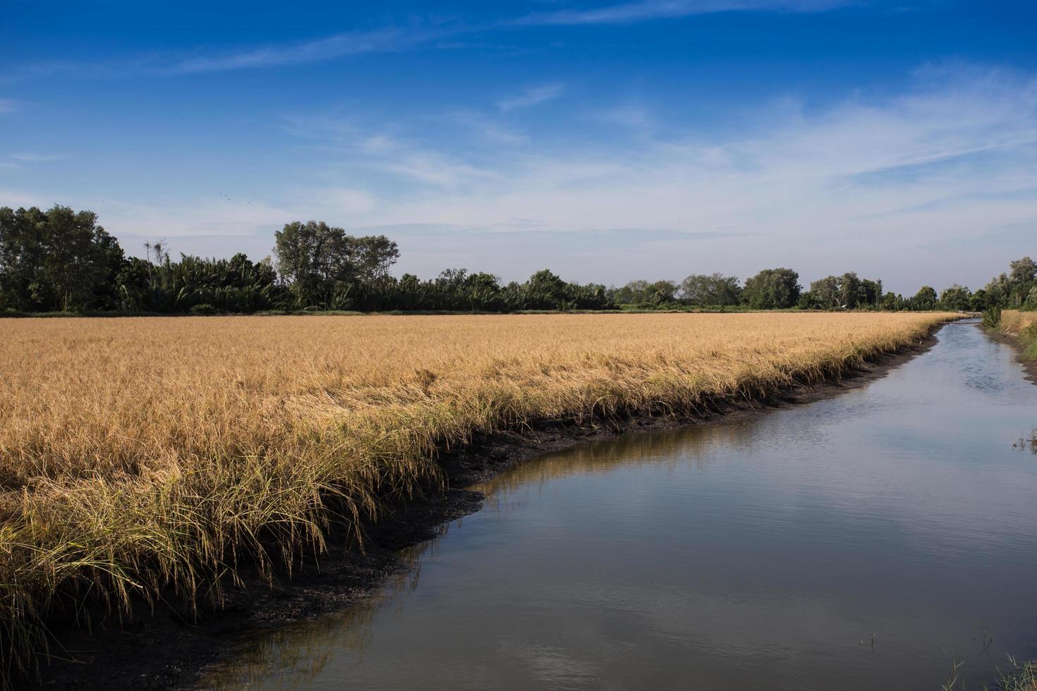 Campo de arroz con cáscara de oro listo para la cosecha foto