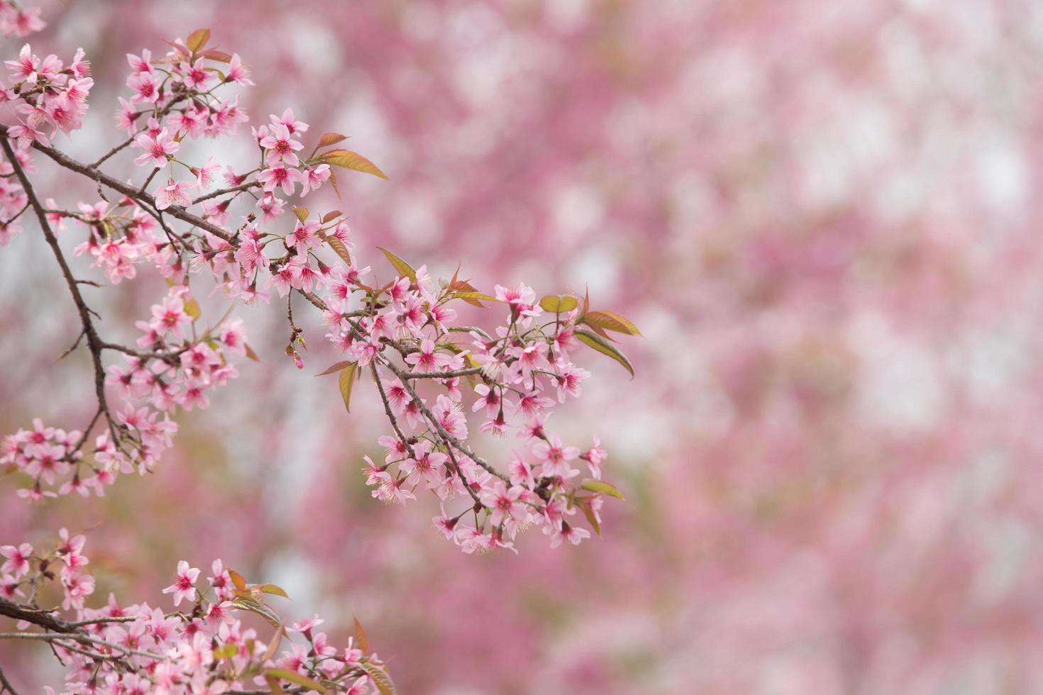 Wild Himalayan Cherry at Thailand photo