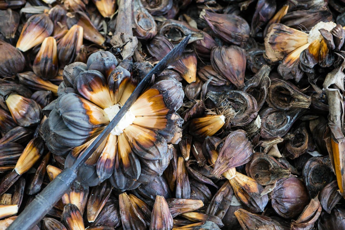 nypa palm fruit in Thailand photo