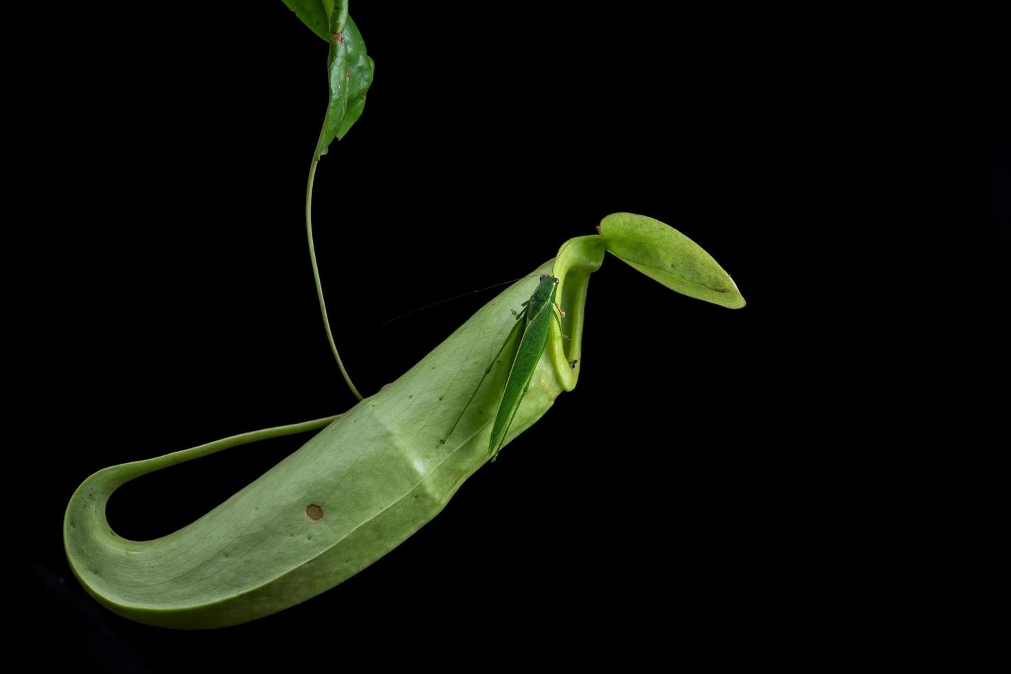 Monkey Cups - Nepenthes sp. photo