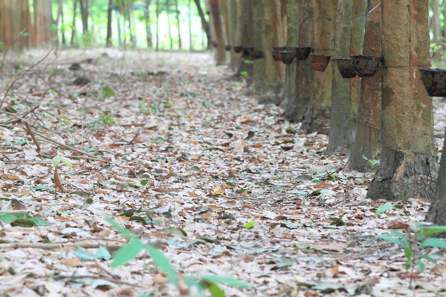 Para rubber tree garden in south of Thailand photo