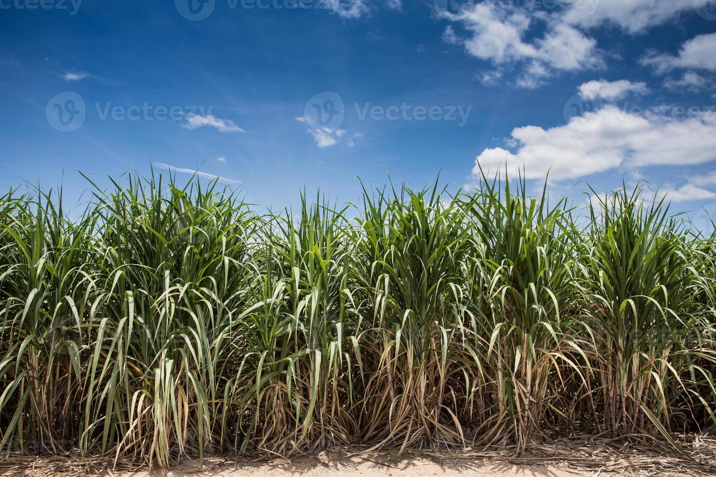 paisaje de plantaciones de caña de azúcar foto