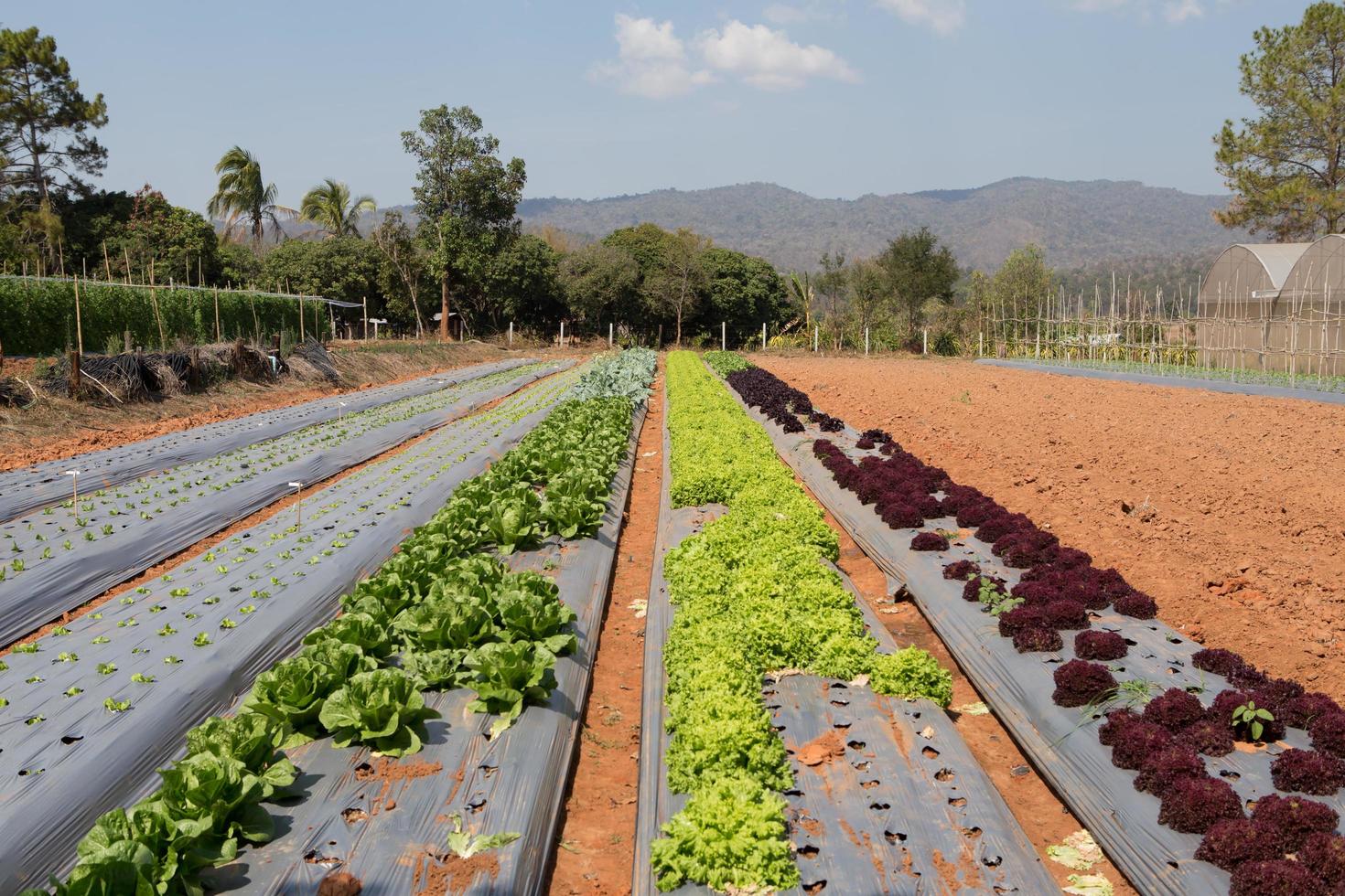 Lettuce plantation field. Day light. Greece photo