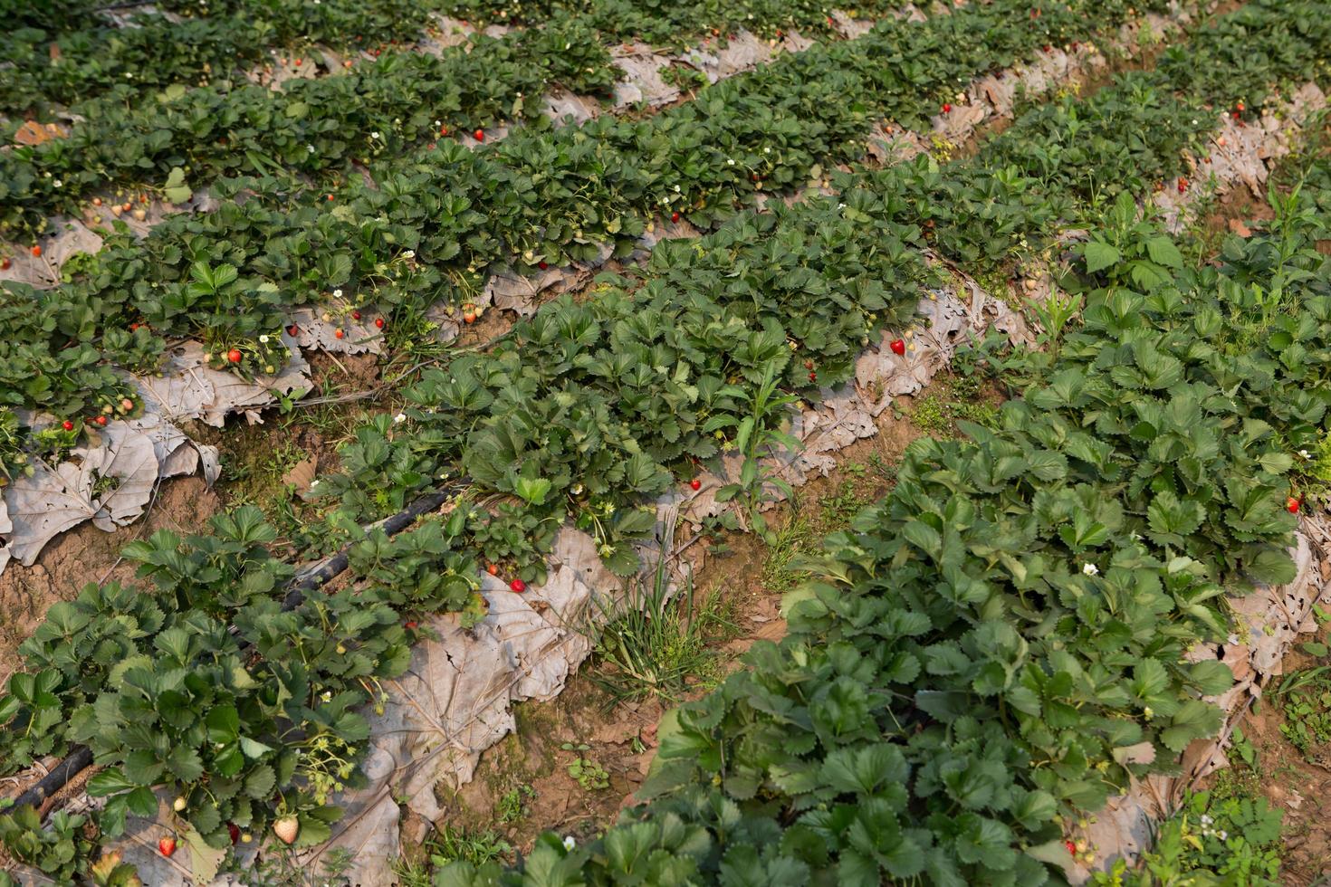 campo de fresas o fresa foto