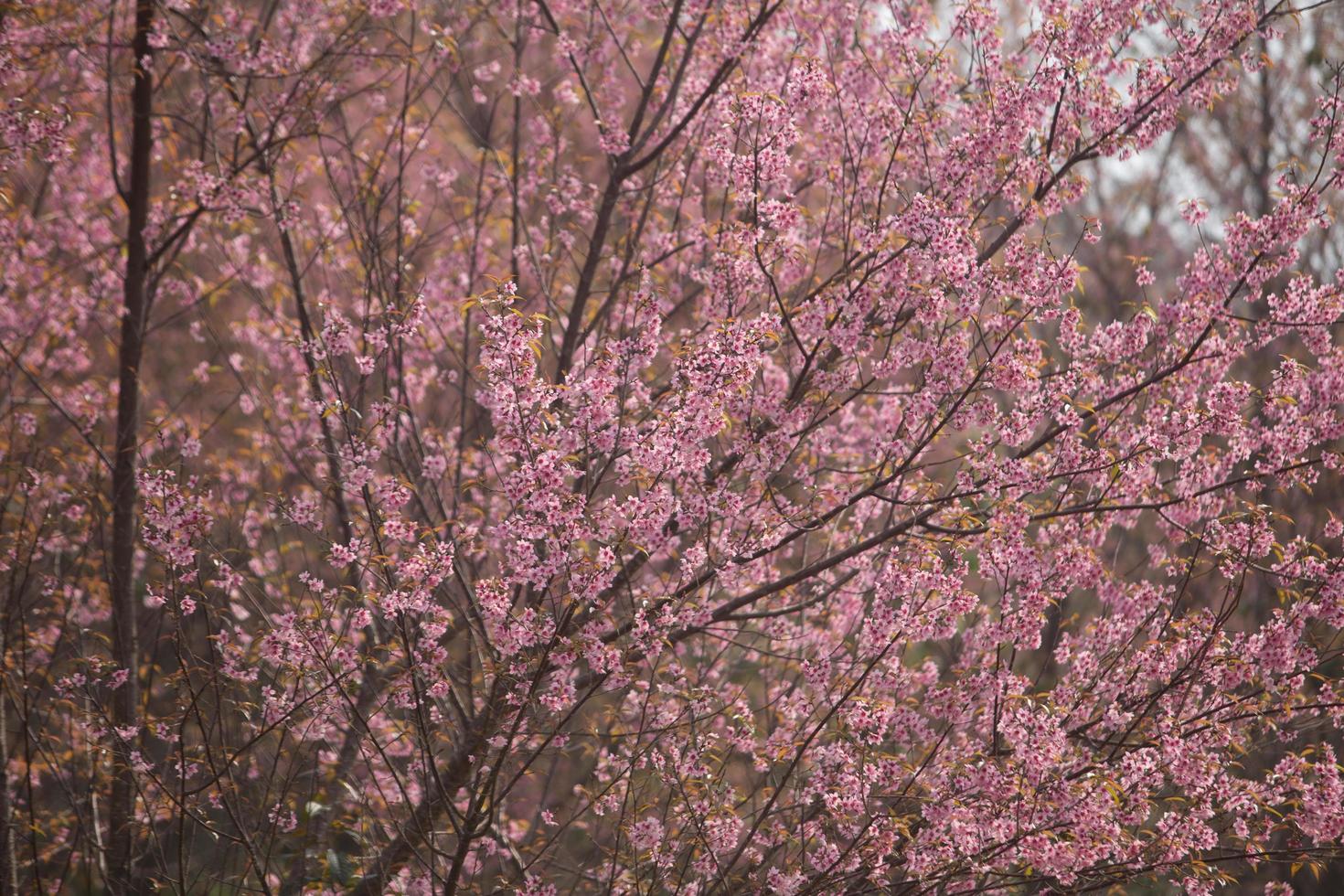 Wild Himalayan Cherry at Thailand photo