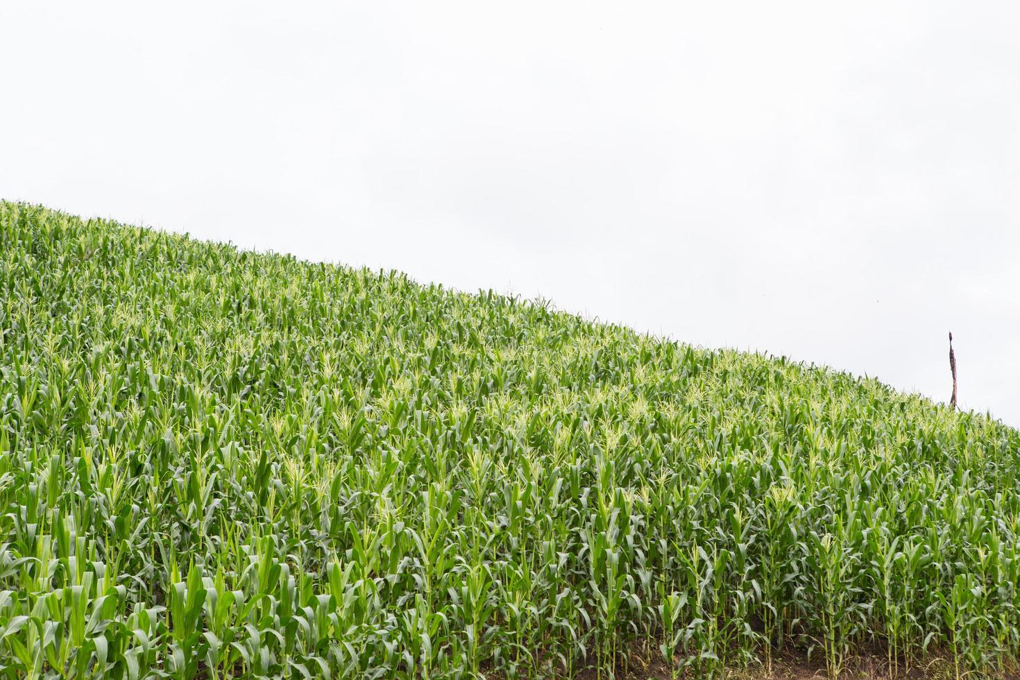 Green field of corn growing up photo