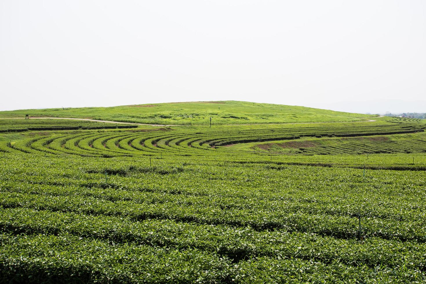 plantaciones de té verde en la montaña foto