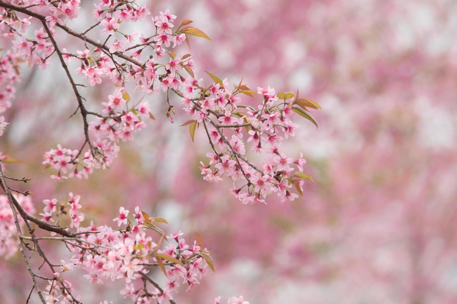 Wild Himalayan Cherry at Thailand photo