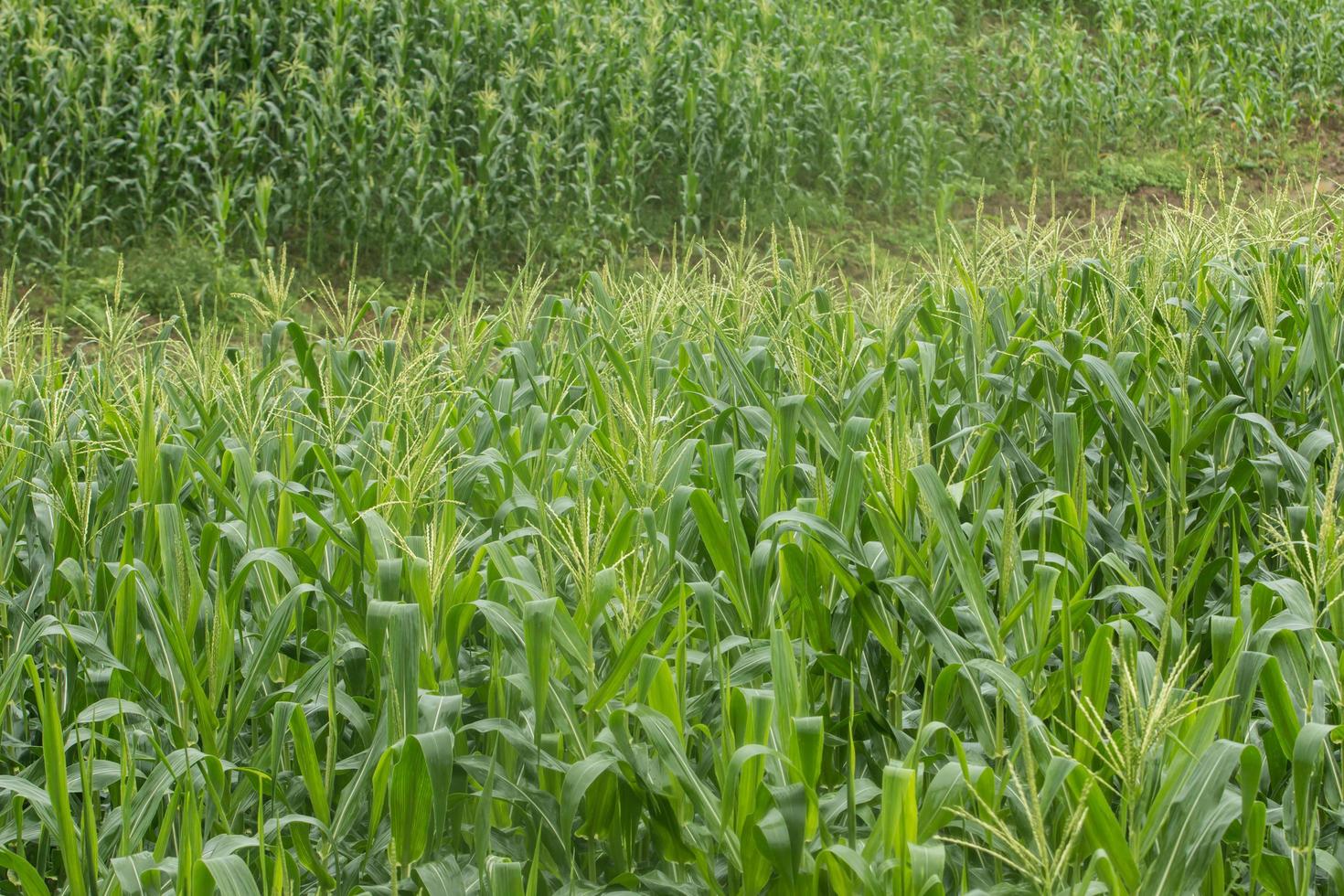 growing up of green corn field. photo