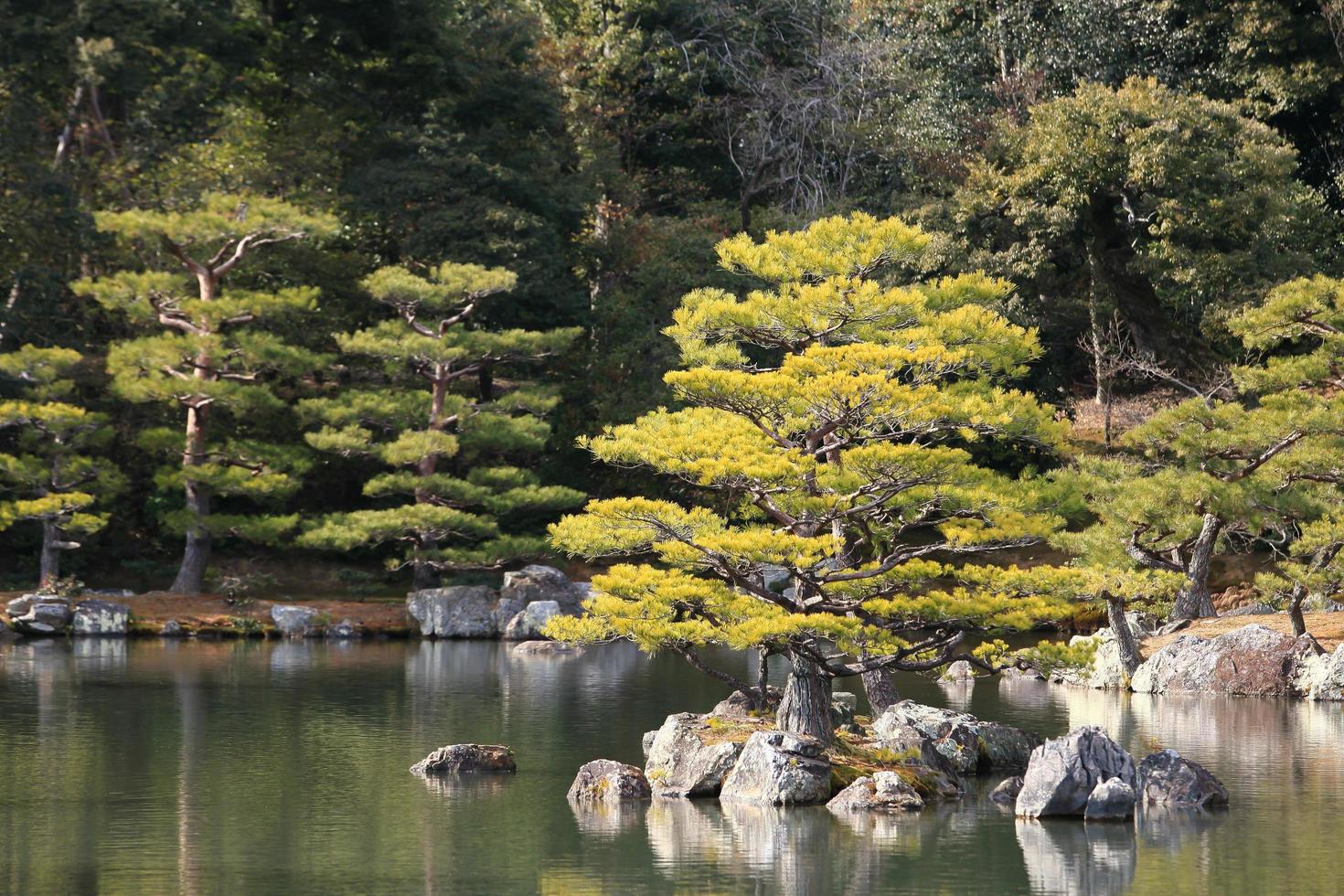 jardín japonés en el famoso kinkakuji foto