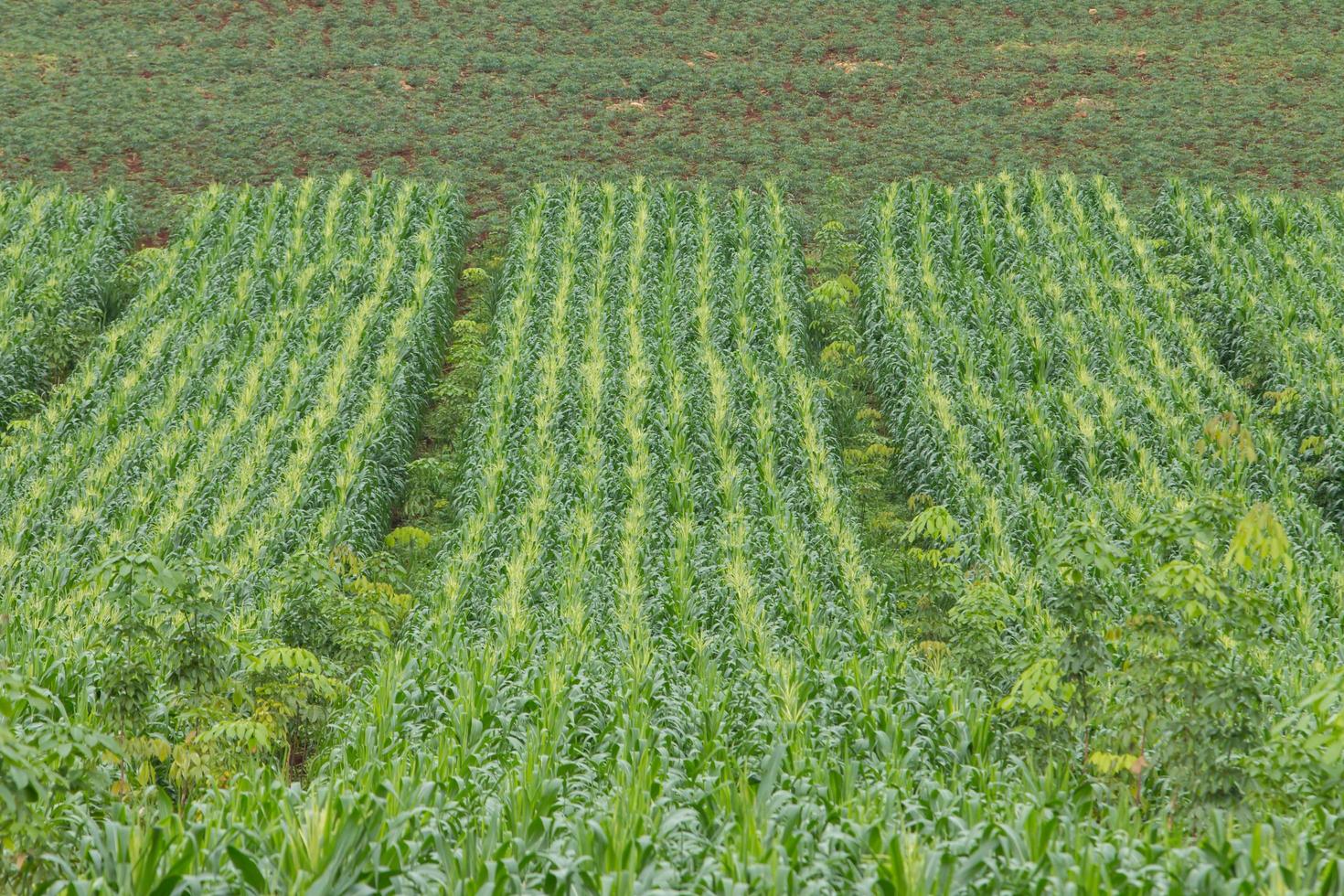 Green field of corn growing up photo