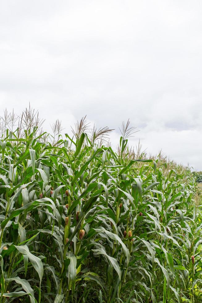 Green field of corn growing up photo