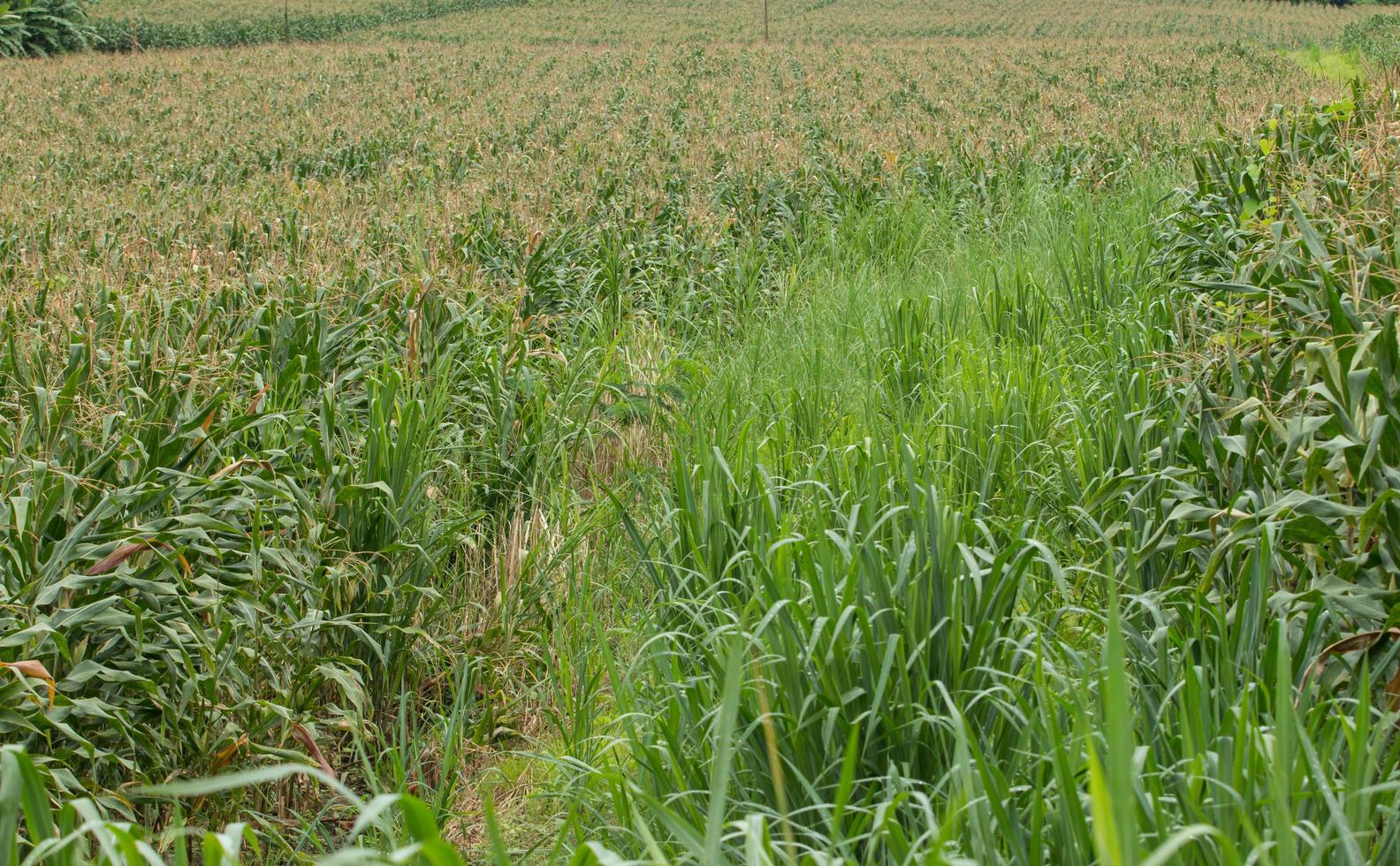 Green field of corn growing up photo