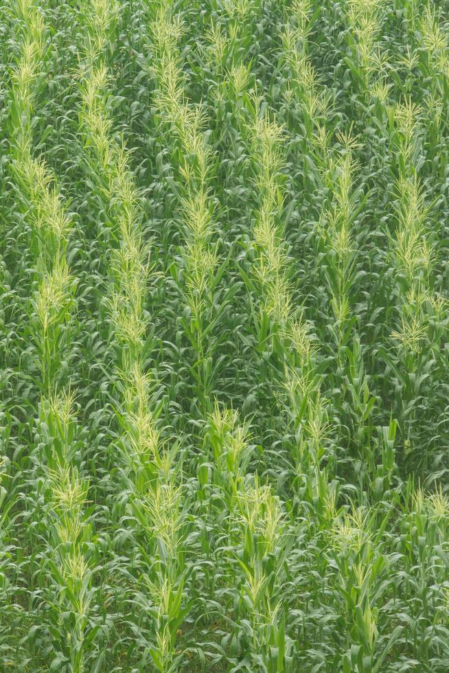 growing up of green corn field. photo