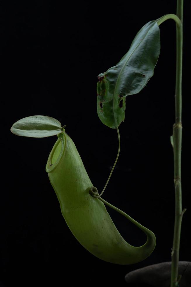 tazas de mono - nepenthes sp. foto