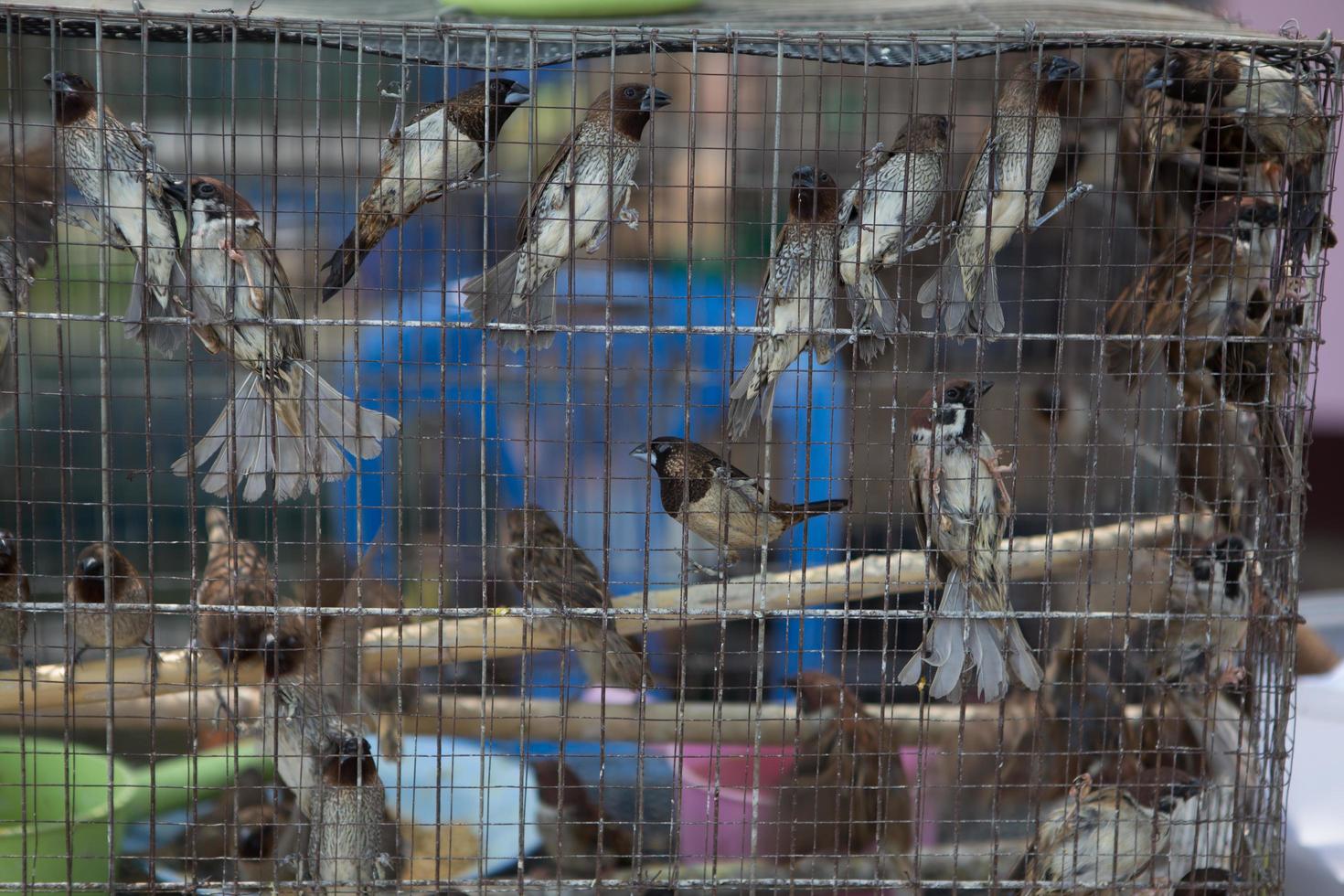 Birds in cage photo