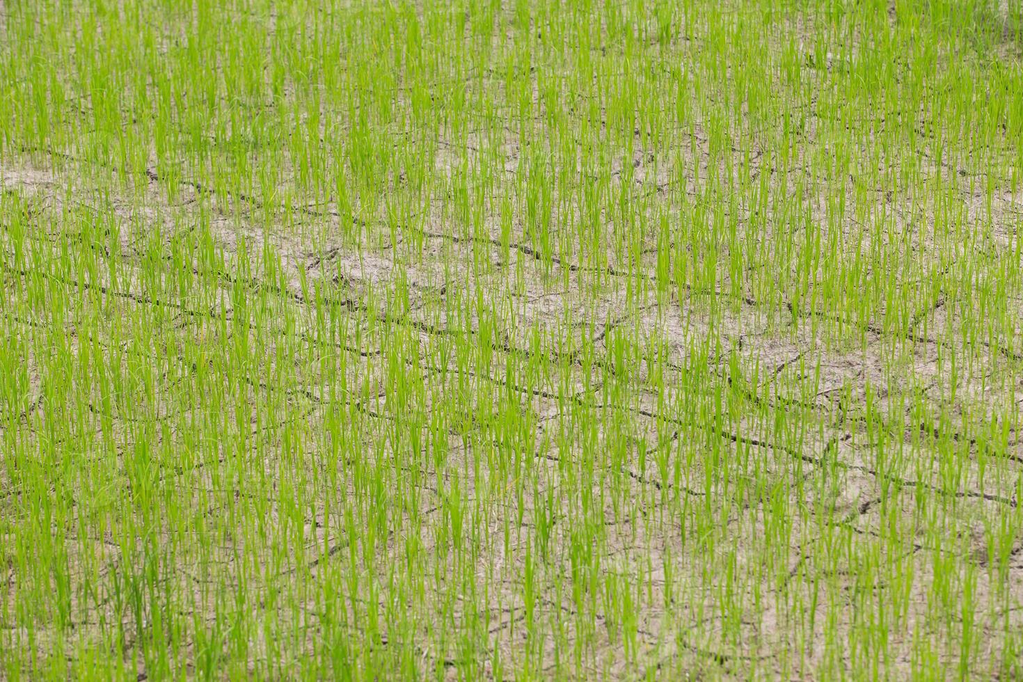 Dry crack earth at rice field photo
