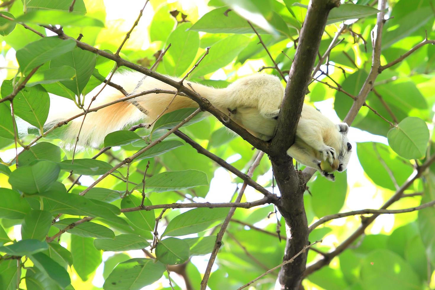 Albino squirrel eating a nut photo