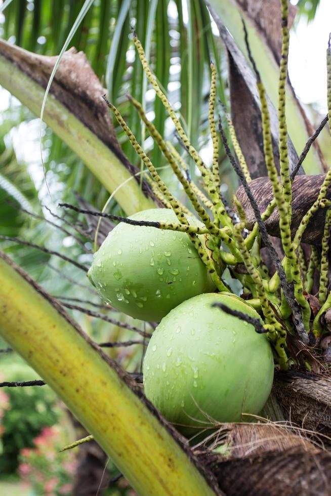 green coconut at tree photo