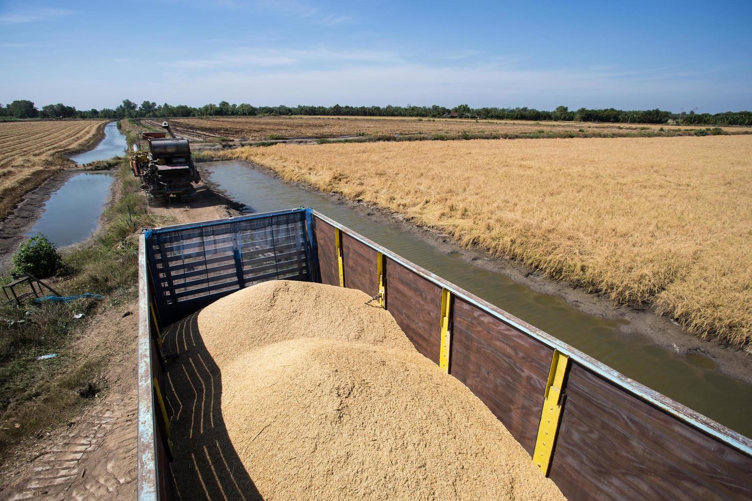 farmer harvesting rice in paddy field photo